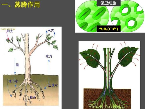 植物大战僵尸95版, 经典塔防游戏-游戏特色与策略解析-第2张图片-佛山资讯网 植物大战僵尸95版, 经典塔防游戏-游戏特色与策略解析-第2张图片-佛山资讯网
