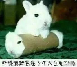 军训场上的意外惊喜,大白兔的出现与影响-趣味军训故事分享-第1张图片-佛山资讯网 军训场上的意外惊喜,大白兔的出现与影响-趣味军训故事分享-第1张图片-佛山资讯网