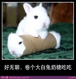 军训场上的意外惊喜,大白兔的出现与影响-趣味军训故事分享-第4张图片-佛山资讯网 军训场上的意外惊喜,大白兔的出现与影响-趣味军训故事分享-第4张图片-佛山资讯网