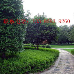 家庭园艺智能绿化解决方案-花卉养护新趋势解析-第4张图片-佛山资讯网