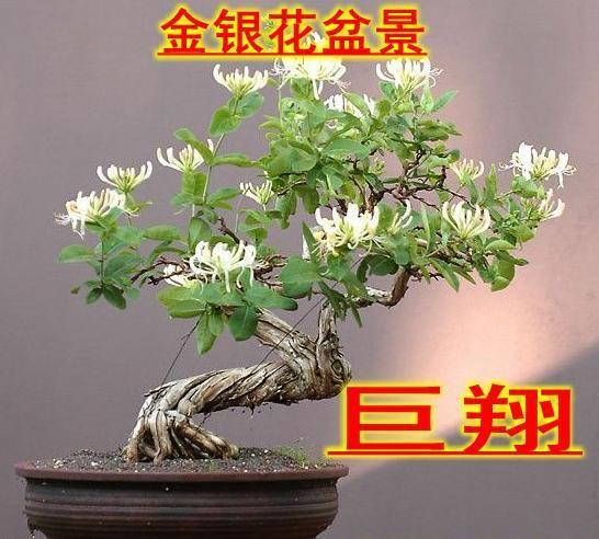 《菊内留香》txl金银花，传统与现代工艺的完美结合-第3张图片-佛山资讯网