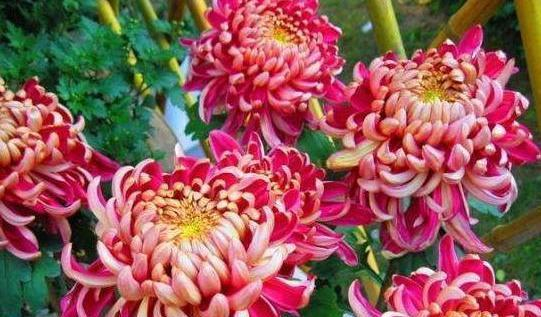 《菊内留香》txl金银花，传统与现代工艺的完美结合-第2张图片-佛山资讯网