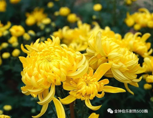 《菊内留香》txl金银花，传统与现代工艺的完美结合-第4张图片-佛山资讯网