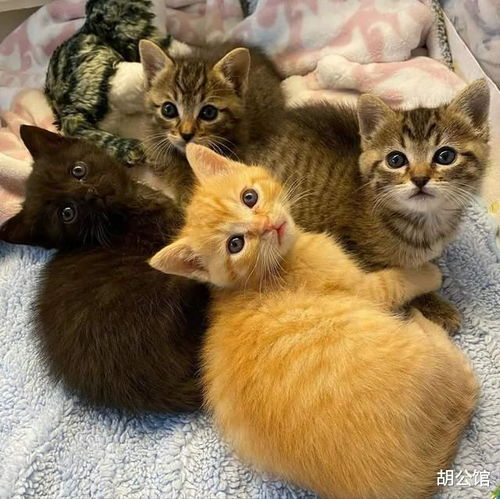 磁力猫(TorrentKitty)使用指南与网络安全策略-第1张图片-佛山资讯网